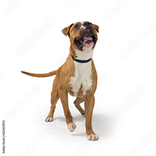 Excited Boxer Dog Walking Forward Looking Up © adogslifephoto