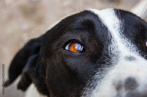 closeup portrait of German Shorthaired Pointer dog (Deutsch Kurzhaar), focus on the brown beautiful eye photo