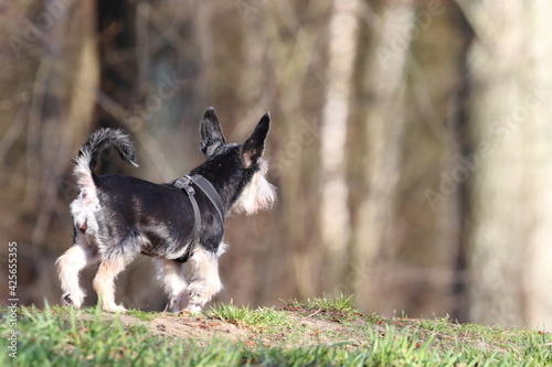 small purebred dog on the paddock in the park  miniature schnauzer  place for text