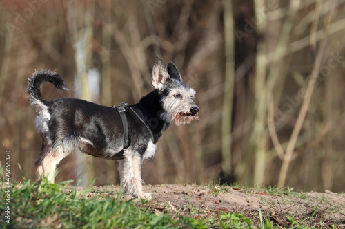 small purebred dog on the paddock in the park, miniature schnauzer