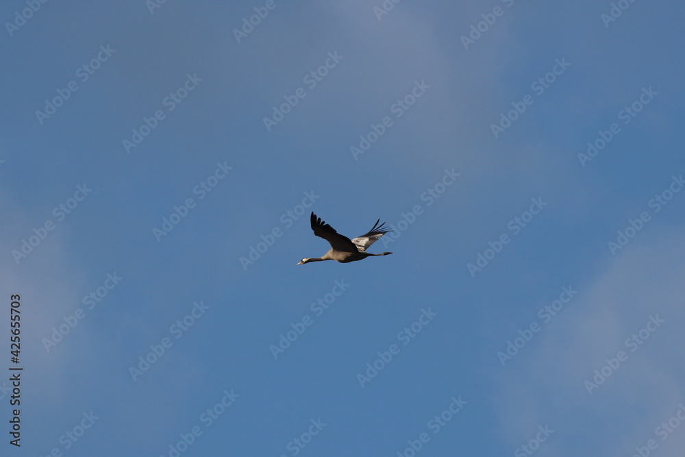 Obraz premium black crowned crane in flight 