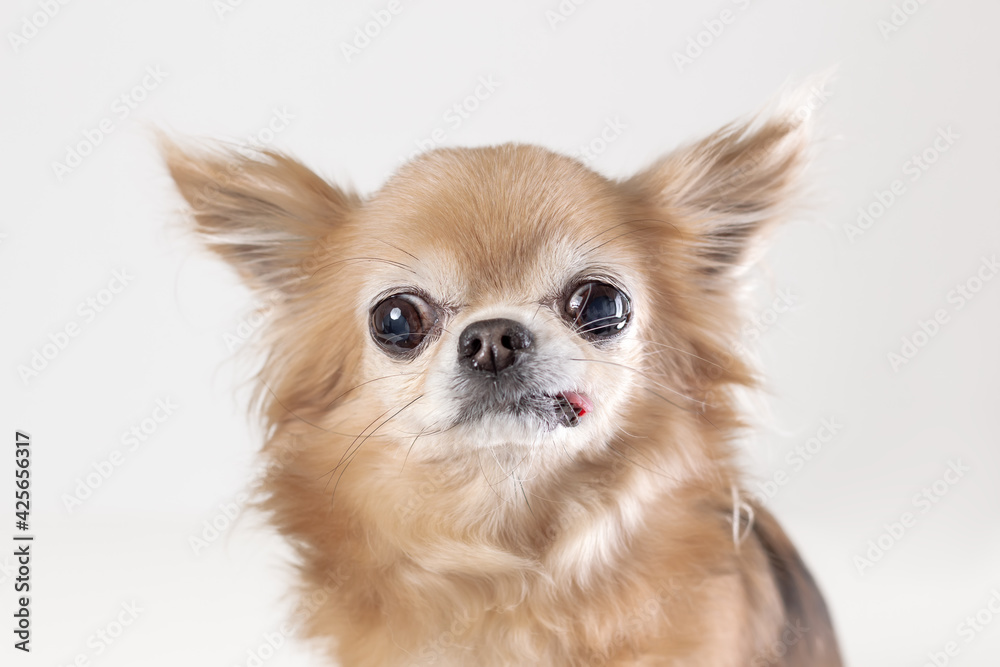 Obraz premium Portrait of funny old chihuhua dog with tongue out