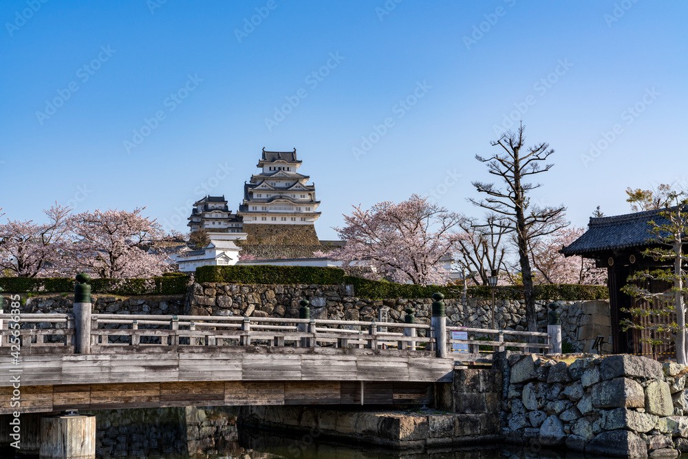 [兵庫県]春の姫路城天守閣と桜