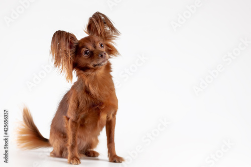 Cute russian long haired toy terrier of red color breed dog sitting on white background. Copy space photo