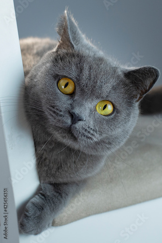 close up of blue grey british shorthair cat