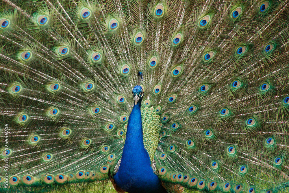 Naklejka premium Peacock Strutting