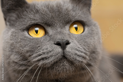 Portrait of a british shorthair blue cat with expressive eyes