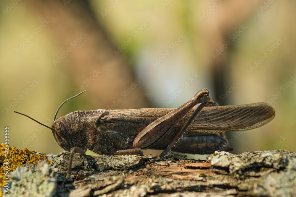 Isolated Locust insect living on tree trunk habitat,Wildlife macro animal Isolated Locust insect living on tree trunk habitat,Wildlife macro animal