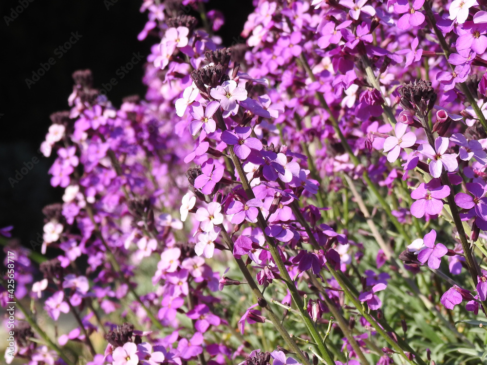 Numerous purple flowers on the stems in the garden