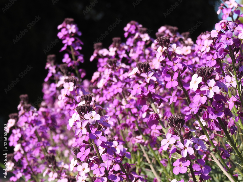 Obraz premium Numerous purple flowers on the stems in the garden