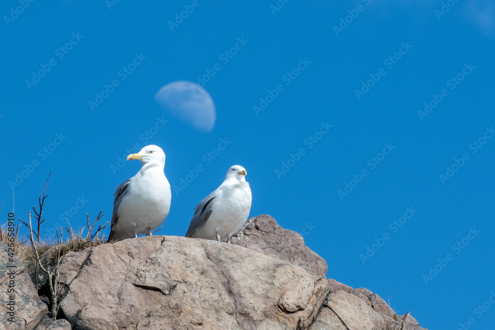 Two white headed gulls with grey wings and yellow beaks are standing on top of a large rock. The birds are looking down attentively. The bright blue sky is in the background with a large round moon. Two white headed gulls with grey wings and yellow beaks are standing on top of a large rock. The birds are looking down attentively. The bright blue sky is in the background with a large round moon.