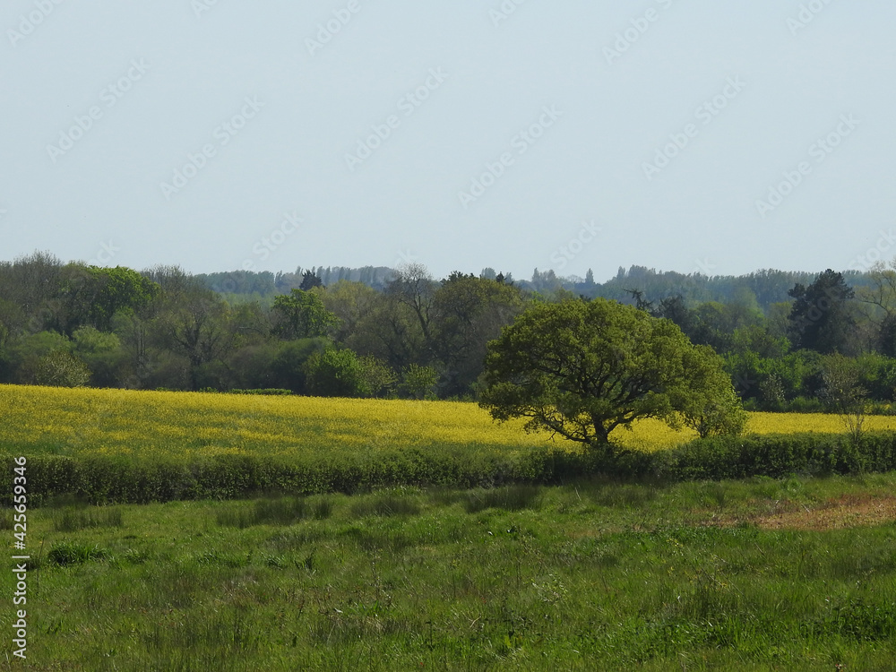 View of the yellow field and trees