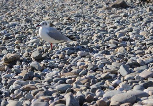 seagull on the rocks © Екатерина Сапова