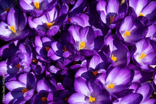 New growth in spring time: closeup of purple crocus
