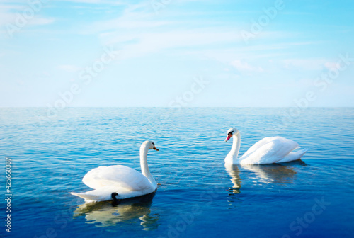 Fototapeta Naklejka Na Ścianę i Meble -  Couple White swans on blue lake