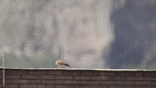 Un Gheppio intento a cibarsi della sua preda sui tetti dei palazzi a Napoli in Italia photo