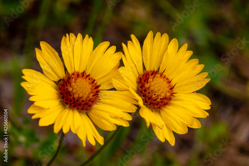 Beautiful Flowers