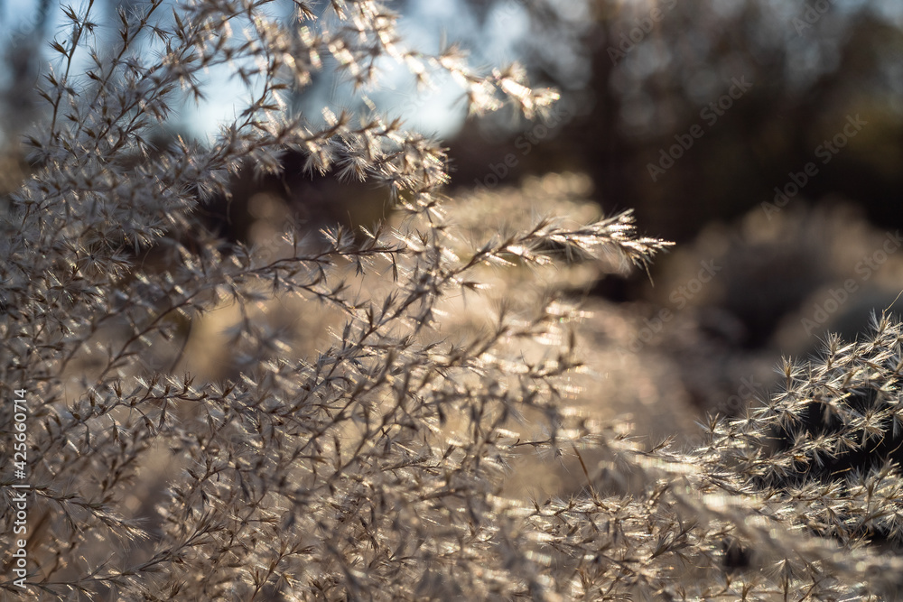 Plants in nature Plants in nature