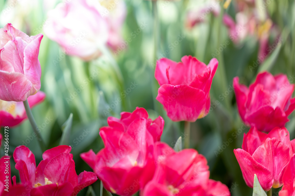 Beautiful bouquet of tulips. colorful tulips. nature background