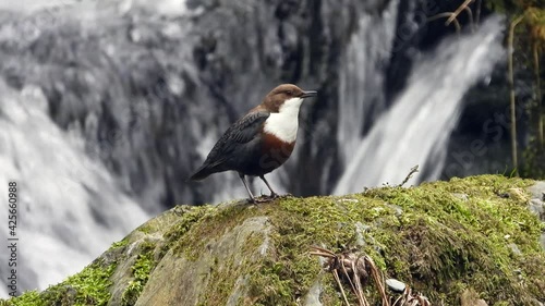 Wasseramsel (Cinclus cinclus) photo