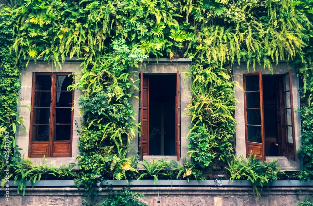Vines growing around wooden windows Vines growing around wooden windows