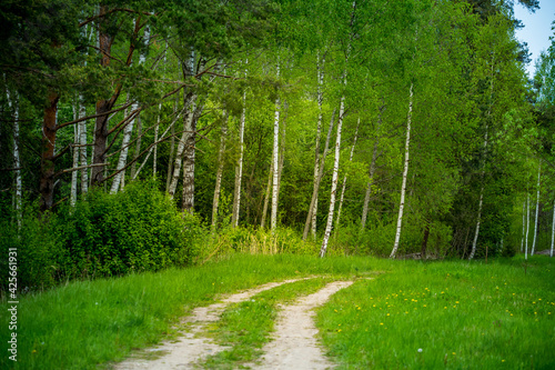 A beautiful scenery of an old road leading through the spingtime forest. Spring landscape of a forest road in woodlands in Northern Europe. photo