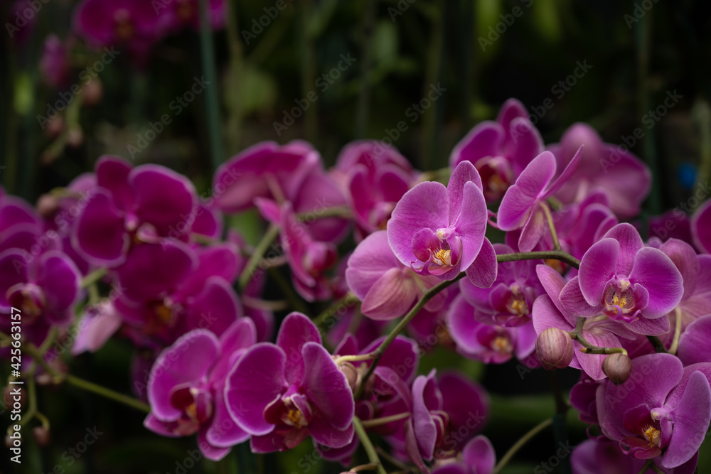 Orchid Orchid