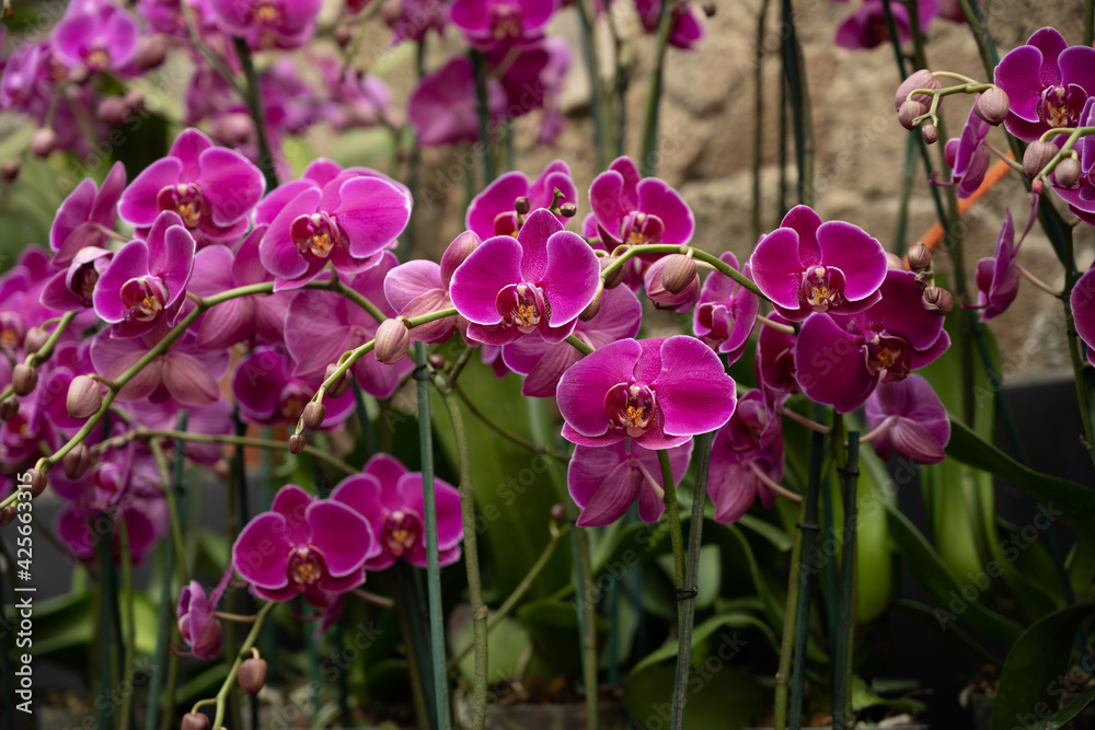 Fototapeta premium Orchid