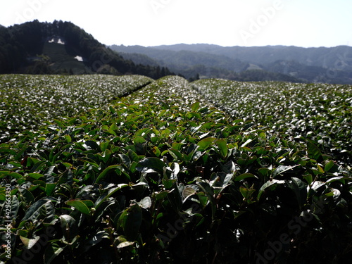 Kyoto,Japan-March 31, 2021: Tea field in spring at Waduka, Kyoto
 photo