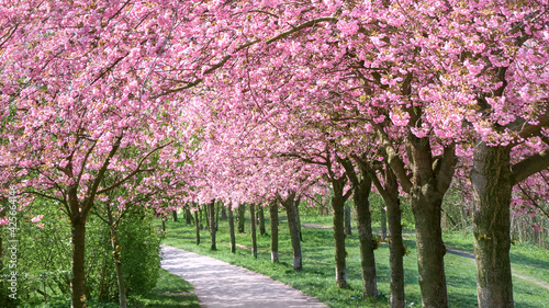 Alley of blossoming cherry trees following the path of the forme