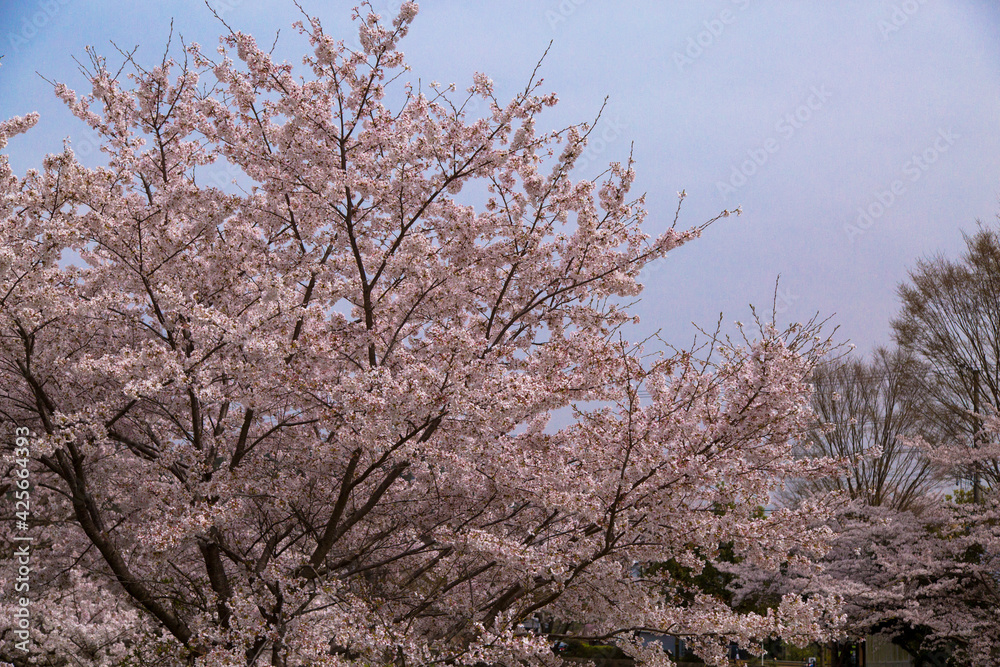 日本　桜