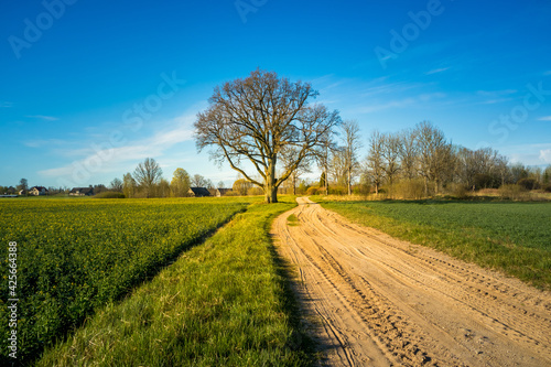 A beautiful spring landscape with a gravel road. Springtime scenery of an old road in Northern Europe.