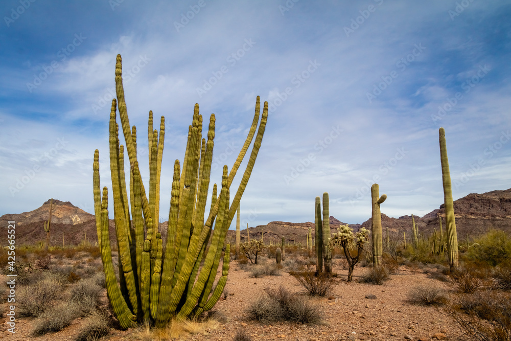 Desert Views In Ajo Arizona