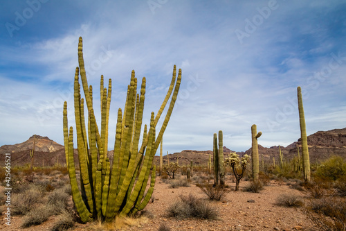 Desert Views In Ajo Arizona