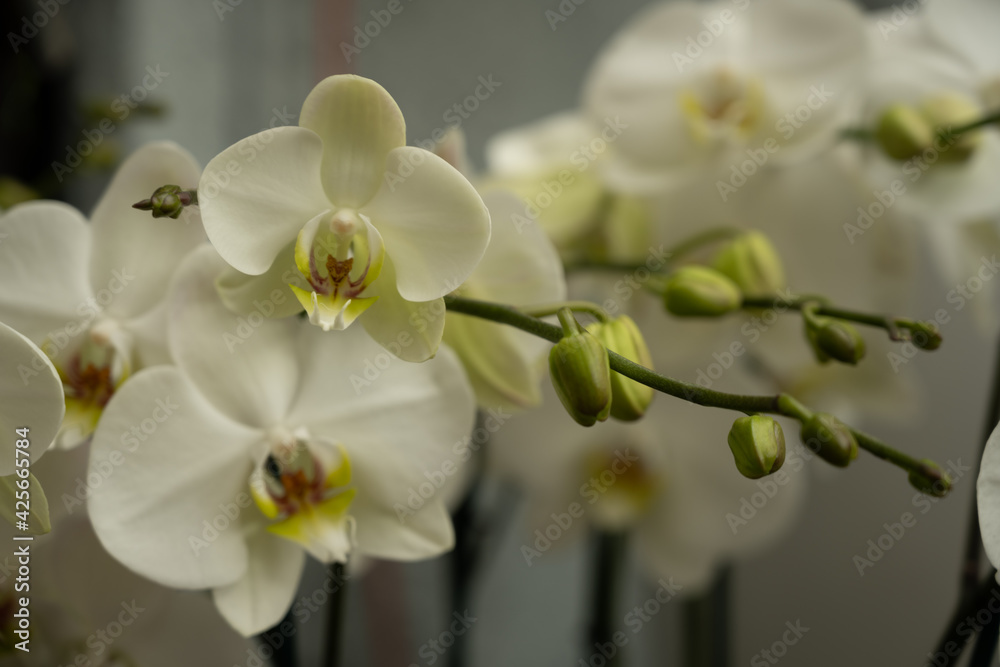Obraz premium flower