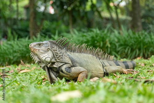 Green iguana in nature