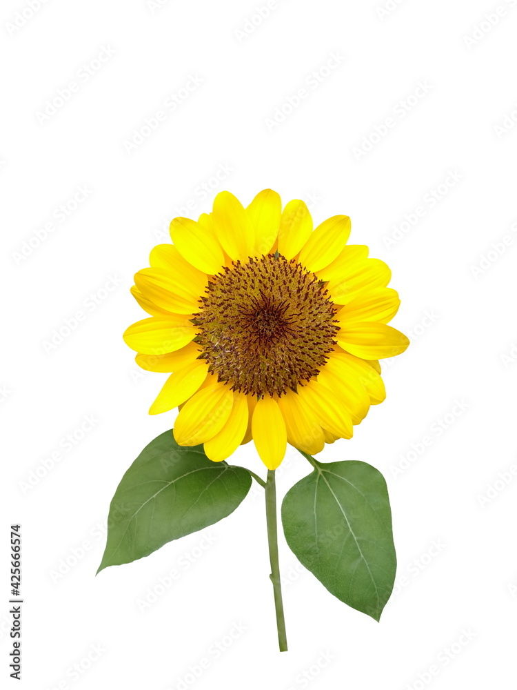 Fototapeta premium Sunflower isolated on white background.