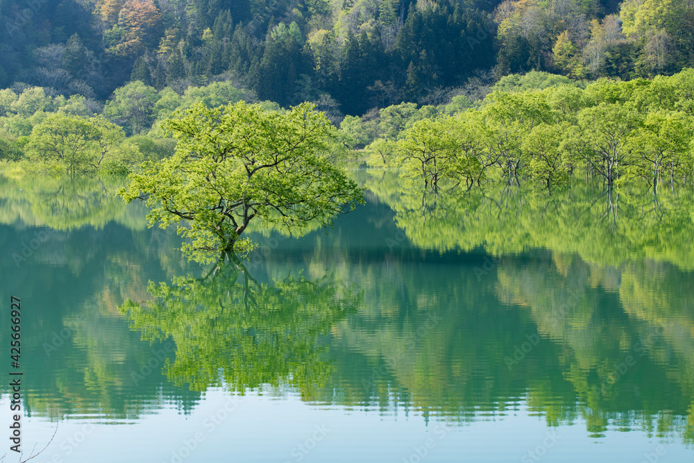 白川湖の水没林 白川湖の水没林