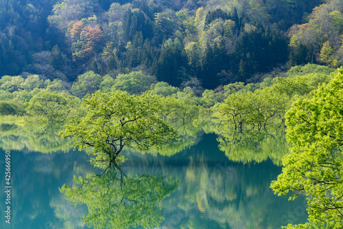 Fototapeta Naklejka Na Ścianę i Meble -  白川湖の水没林