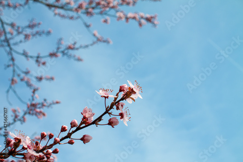 Cherry blossoms in early spring