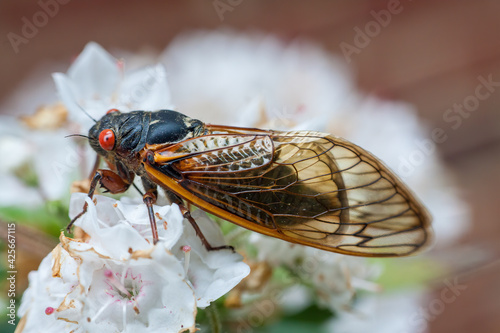 Red-eyed cicada on white flower