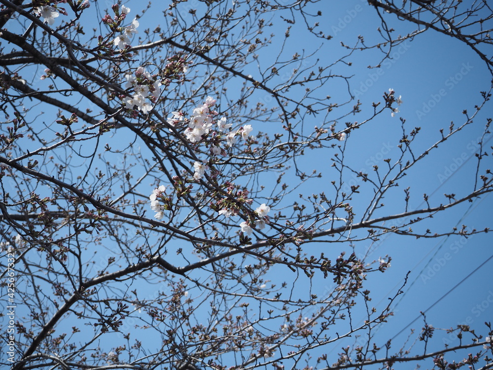 少しだけ咲いた桜の花と蕾