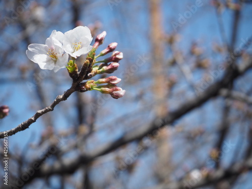 少しだけ咲いた桜の花と蕾