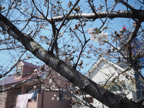 一足早く咲いた桜の花