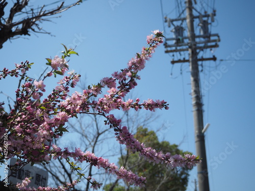 青空と花