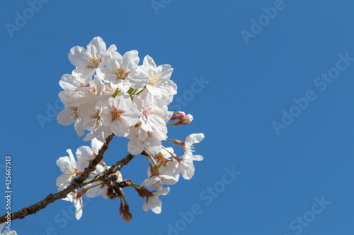 日本の青い空に美しく咲いた桜