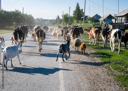 Bild auf Leinwand A herd of cows and goats walks down the street of a village in Russia