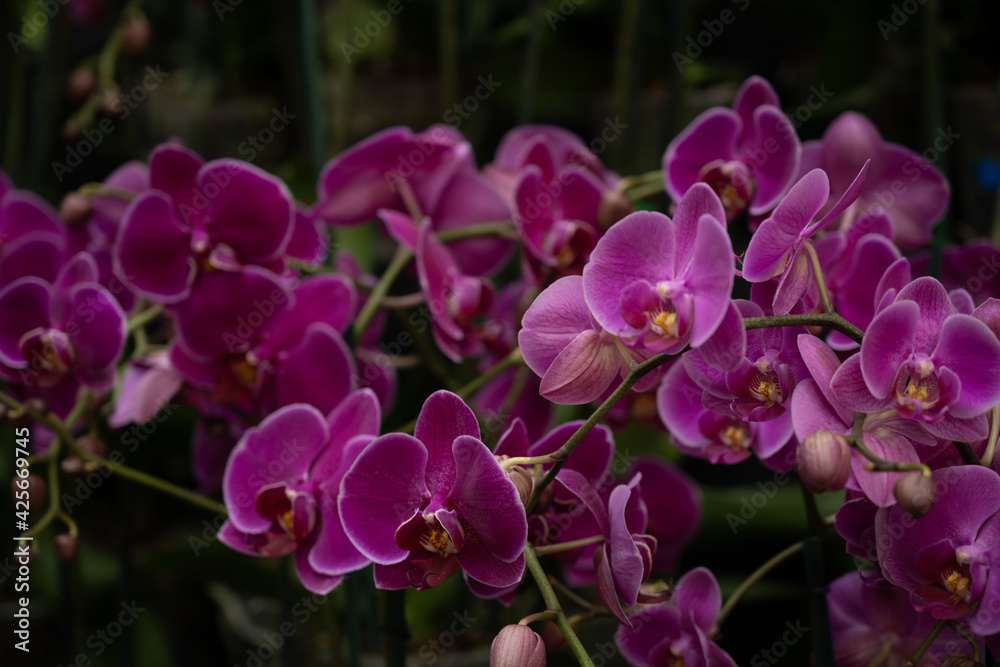 Orchid