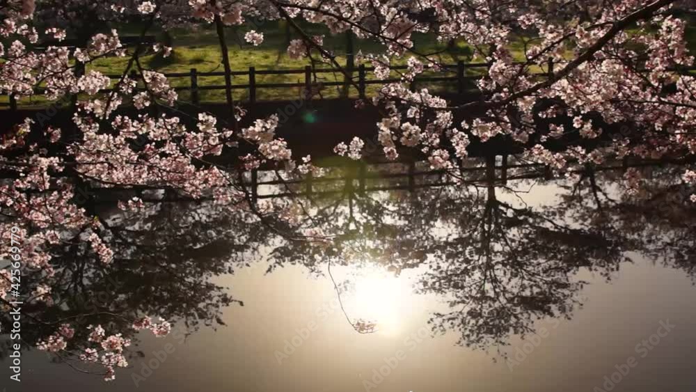 立岡自然公園の桜