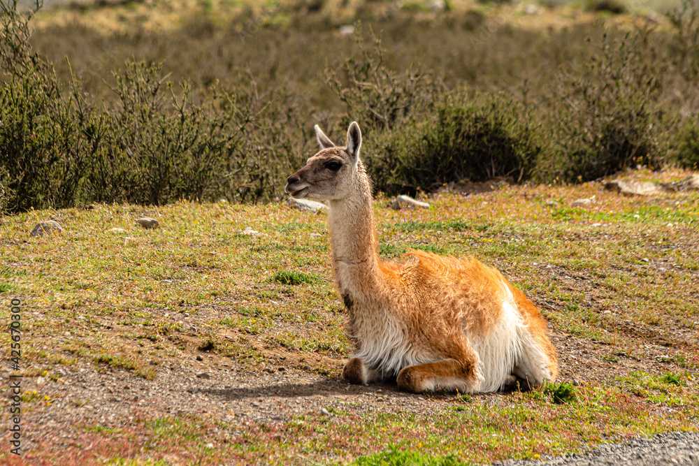 um guanaco sentado calmamente descansando na grama com vegetação ao fundo um guanaco sentado calmamente descansando na grama com vegetação ao fundo